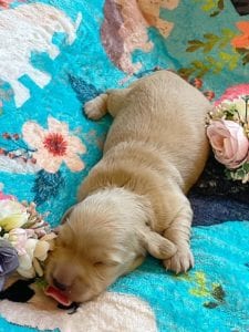 Creme of the Crop Miniature Dachshunds - Cream Femal Puppy Blossom 8