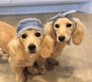 Creme of the Crop Dachshunds - English Cream Miniature Dachshunds