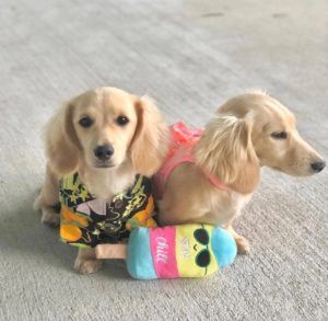 Creme of the Crop Dachshunds - English Cream Miniature Dachshunds