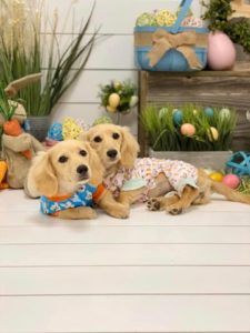 Creme of the Crop Dachshunds - English Cream Miniature Dachshunds