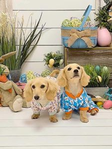 Creme of the Crop Dachshunds - English Cream Miniature Dachshunds