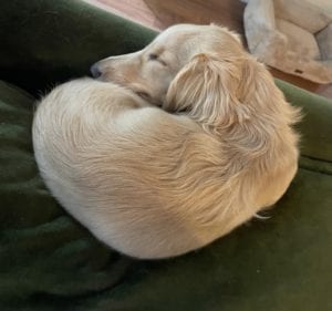 Creme of the Crop Miniature Dachshunds - Available Male Puppy Monkee 17