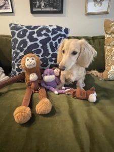 Creme of the Crop Miniature Dachshunds - Available Male Puppy Monkee 16