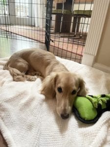 Creme of the Crop Miniature Dachshunds - Available Male Puppy Monkee 15