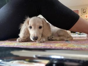 Creme of the Crop Miniature Dachshunds - Available Male Puppy Monkee 14