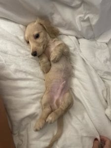 Creme of the Crop Miniature Dachshunds - Available Male Puppy Monkee 12