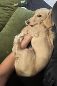 Creme of the Crop Miniature Dachshunds - Available Male Puppy Monkee 10