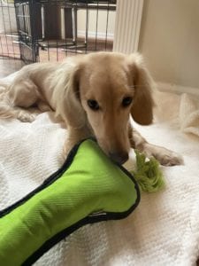 Creme of the Crop Miniature Dachshunds - Available Male Puppy Monkee 9