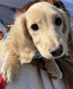 Creme of the Crop Miniature Dachshunds - Available Male Puppy Monkee 6