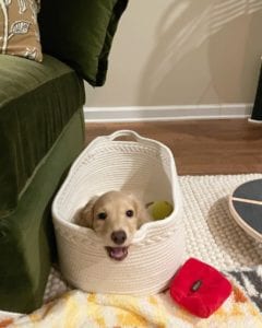 Creme of the Crop Miniature Dachshunds - Available Male Puppy Monkee 4