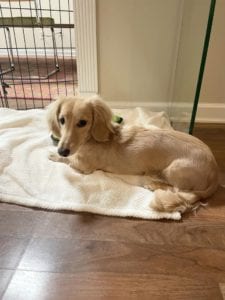 Creme of the Crop Miniature Dachshunds - Available Male Puppy Monkee 2