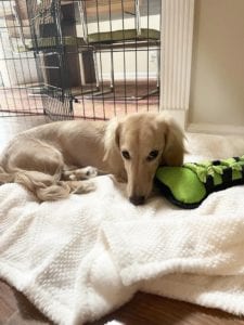 Creme of the Crop Miniature Dachshunds - Available Male Puppy Monkee 1