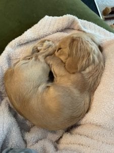 Creme of the Crop Miniature Dachshunds - Available Male Puppy Monkee 18