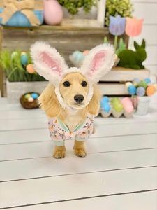 Creme of the Crop Dachshunds - English Cream Miniature Dachshunds