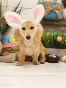 Creme of the Crop Dachshunds - English Cream Miniature Dachshunds