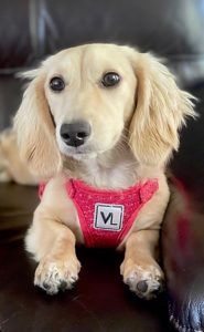 Creme of the Crop Dachshunds - English Cream Miniature Dachshunds