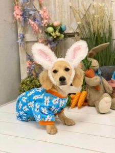 Creme of the Crop Dachshunds - English Cream Miniature Dachshunds