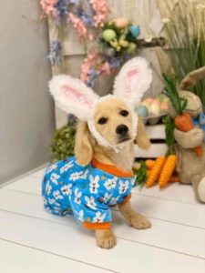 Creme of the Crop Dachshunds - English Cream Miniature Dachshunds