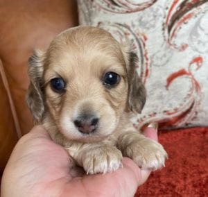 Creme of the Crop Miniature Dachshunds Cream Puppy - Amelia Grace 4