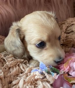 Creme of the Crop Miniature Dachshunds Cream Puppy - Amelia Grace 5