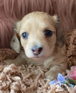 Creme of the Crop Miniature Dachshunds Cream Puppy - Amelia Grace 6