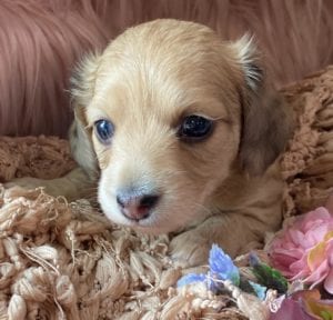 Creme of the Crop Miniature Dachshunds Cream Puppy - Amelia Grace 1