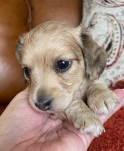Creme of the Crop Miniature Dachshunds Cream Puppy - Amelia Grace 2
