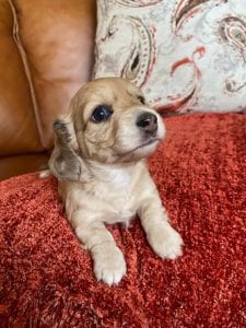 Creme of the Crop Miniature Dachshunds Cream Puppy - Amelia Grace 3