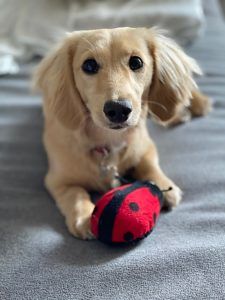 Creme of the Crop Dachshunds - English Cream Miniature Dachshunds