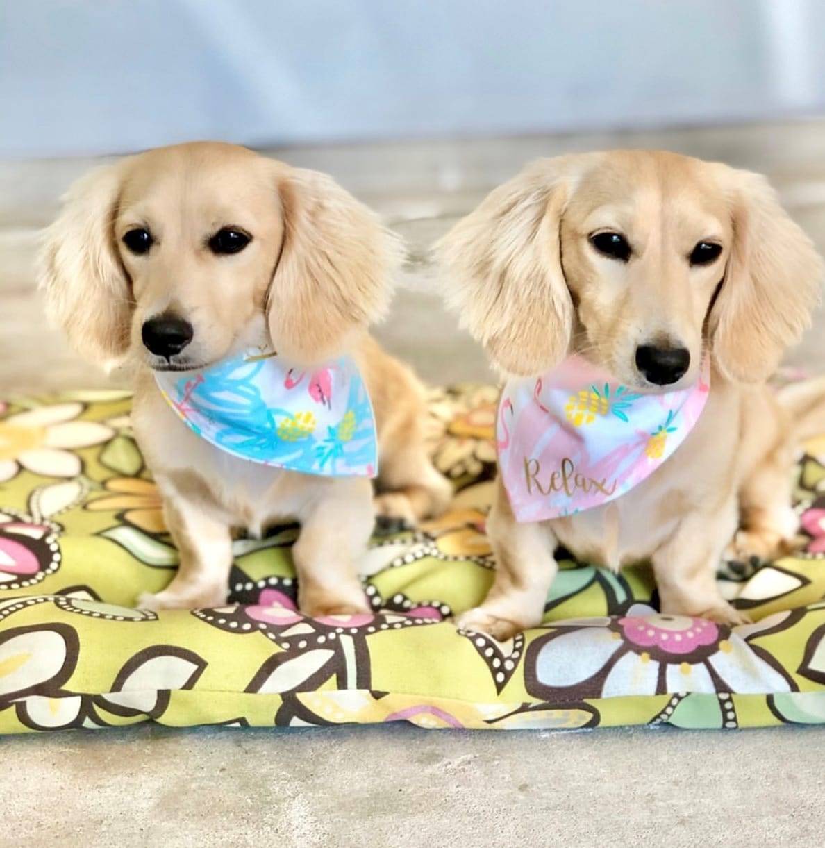 Creme of the Crop English Cream Miniature Dachshund Puppy Breeder Franklin, Texas