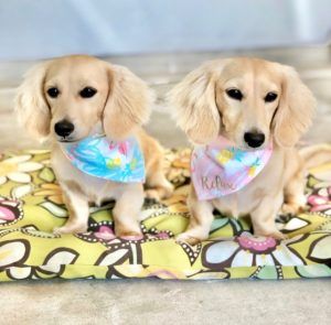 Creme of the Crop Dachshunds - English Cream Miniature Dachshunds