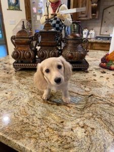 Creme of the Crop Dachshunds - English Cream Miniature Dachshunds