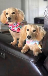 Creme of the Crop Dachshunds - English Cream Miniature Dachshunds