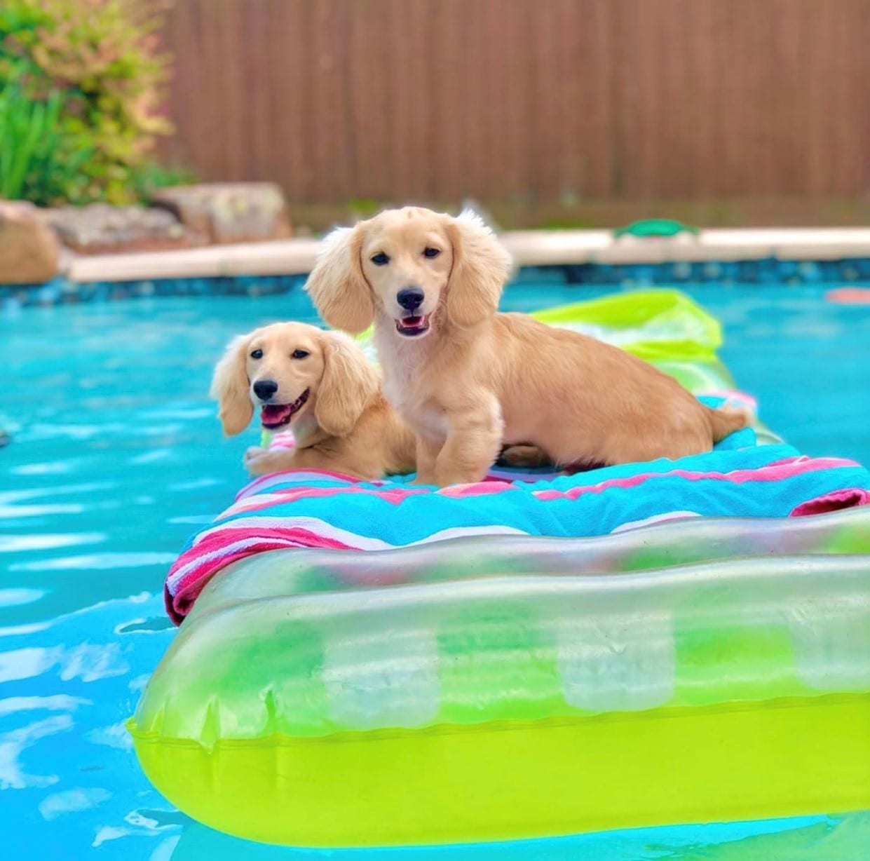 Creme of the Crop Dachshunds - English Cream Miniature Dachshunds