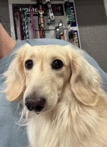 Creme of the Crop Miniature Dachshunds Adult Male Dog - Legend 2