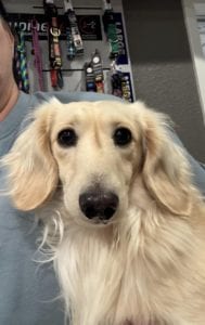 Creme of the Crop Miniature Dachshunds Adult Male Dog - Legend 3