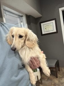 Creme of the Crop Miniature Dachshunds Adult Male Dog - Legend 4