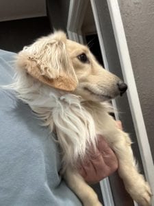 Creme of the Crop Miniature Dachshunds Adult Male Dog - Legend 5