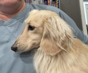 Creme of the Crop Miniature Dachshunds Adult Male Dog - Legend 1