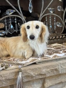 Creme of the Crop Miniature Dachshunds Adult Male Dog - Legend 6