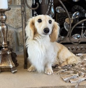 Creme of the Crop Miniature Dachshunds Adult Male Dog - Legend 7