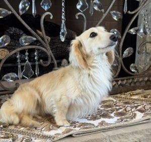 Creme of the Crop Miniature Dachshunds Adult Male Dog - Legend 8