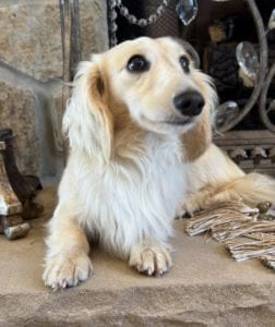 Creme of the Crop Miniature Dachshunds Adult Male Dog - Legend 9