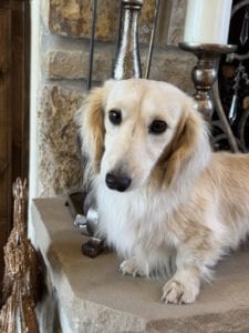 Creme of the Crop Miniature Dachshunds Adult Male Dog - Legend 10