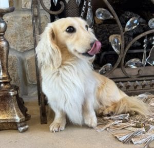 Creme of the Crop Miniature Dachshunds Adult Male Dog - Legend 11