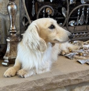 Creme of the Crop Miniature Dachshunds Adult Male Dog - Legend 12