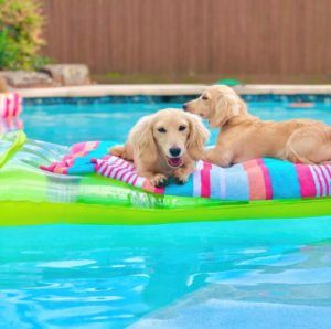 Creme of the Crop Dachshunds - English Cream Miniature Dachshunds