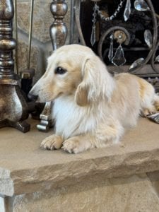 Creme of the Crop Miniature Dachshunds Adult Male Dog - Legend 14