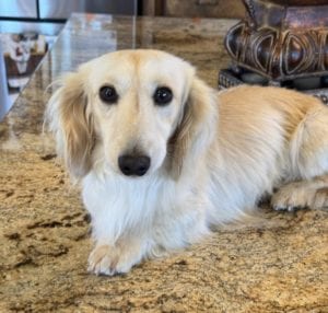 Creme of the Crop Miniature Dachshunds Adult Male Dog - Legend 15