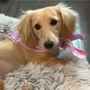 Creme of the Crop Dachshunds - English Cream Miniature Dachshunds